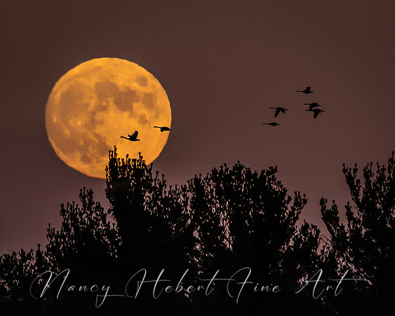 Full Blood Moon 11.07.2022 @ 99.8%