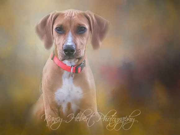 Phoebe