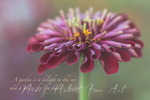 A Garden/solace for the soul.