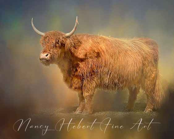 Scottish Highland Cattle