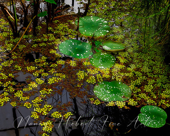Water droplets on lily pads. Mount Holyoke College.