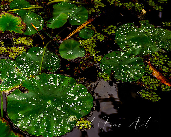 Water droplets on lily pads. Mount Holyoke College.