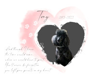 Tony Gallery