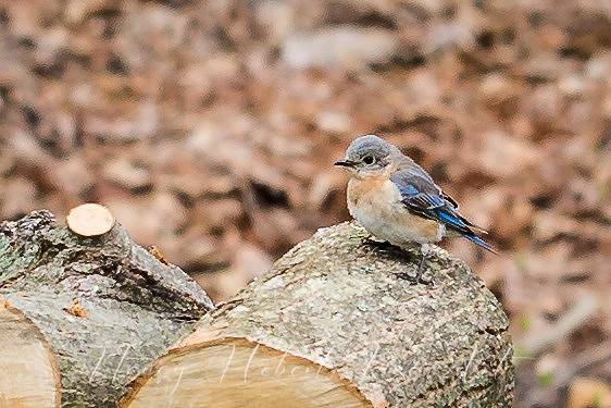 Female Bluebird