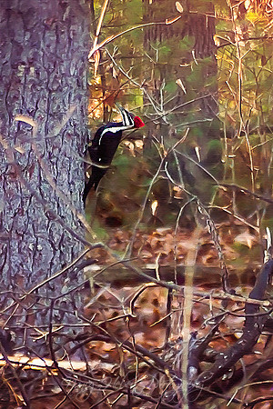 Pileated Woodpecker