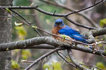 Male Bluebird