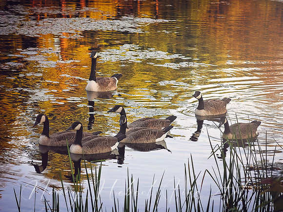 Dufresne Park