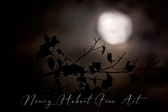 super moon 11.14.16