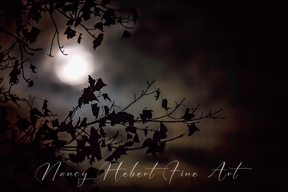 super moon 11.14.16