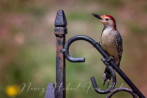 Red=Bellied Wookpecker