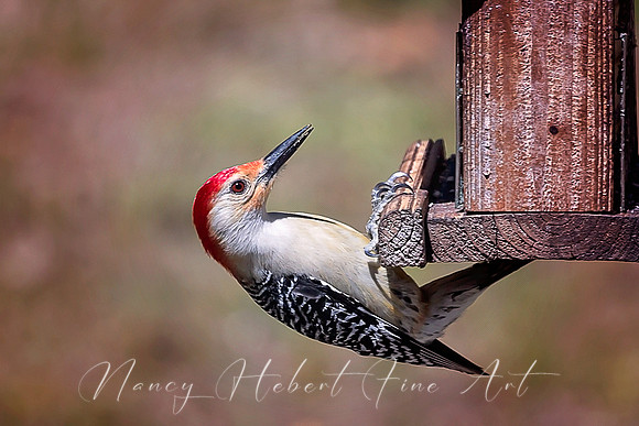 Red=Bellied Wookpecker