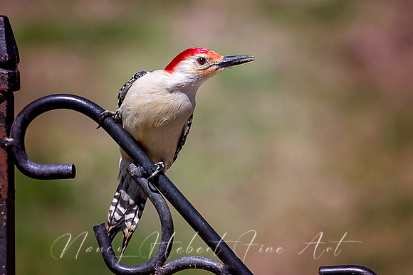 Red=Bellied Wookpecker