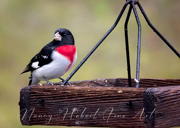 Rose-Breasted Grosbeak