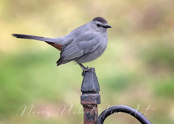 Catbird