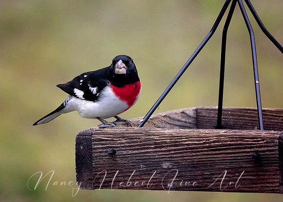 Rose-Breasted Grosbeak