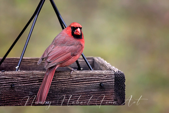 Cardinal