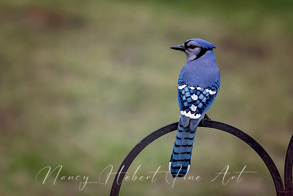 Blue Jay