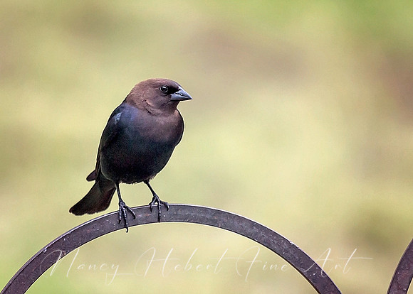 Brown Headed Cowbird