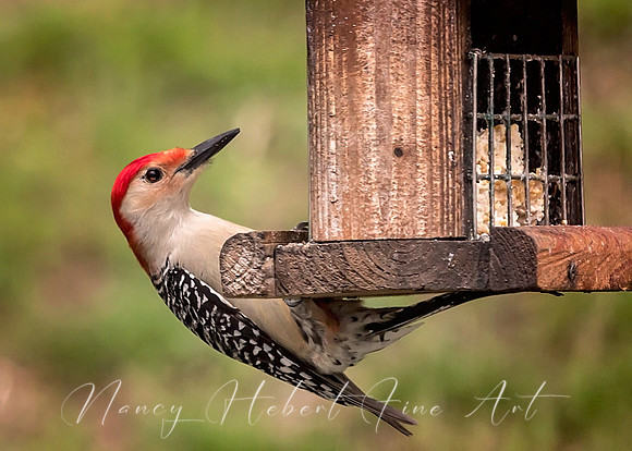 Red-Bellied Woodpecker