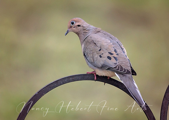 Mourning Dove