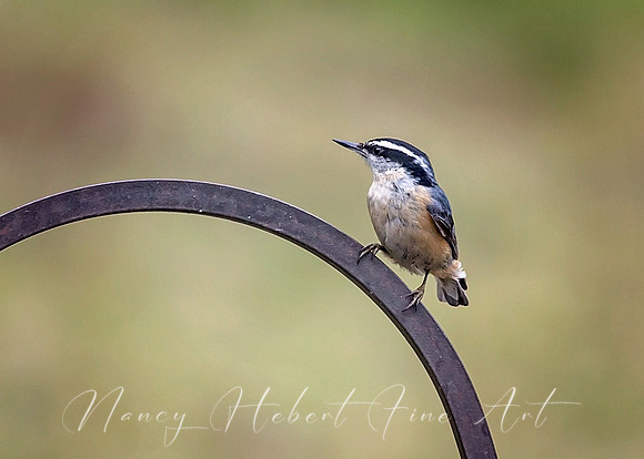 Orange Breasted Nuthatch