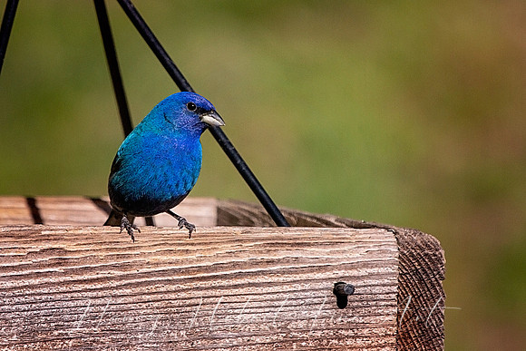 Indigo Bunting