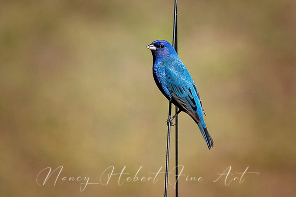Indigo Bunting