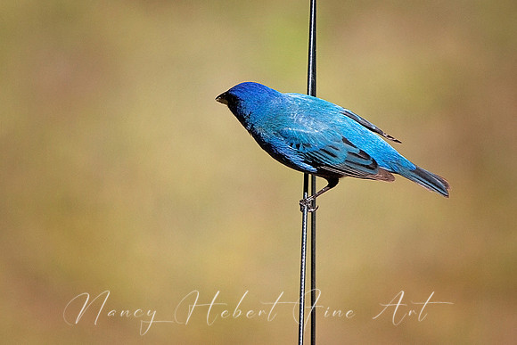 Indigo Bunting