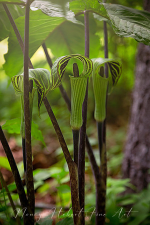 Jack-In-The-Pulpit
