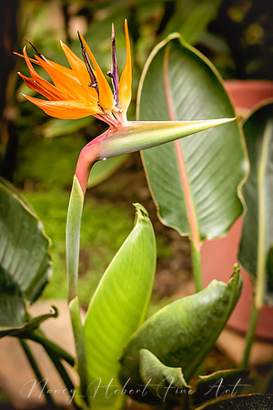 Bird Of Paradise