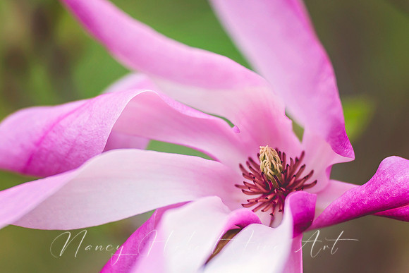 Magnolia