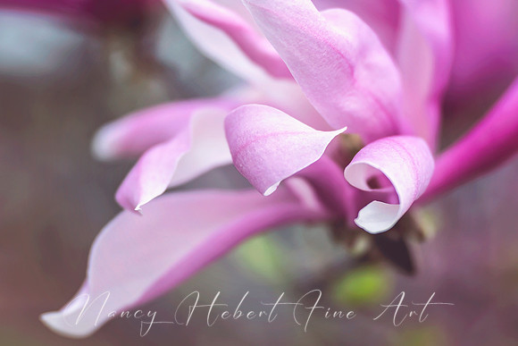 Magnolia