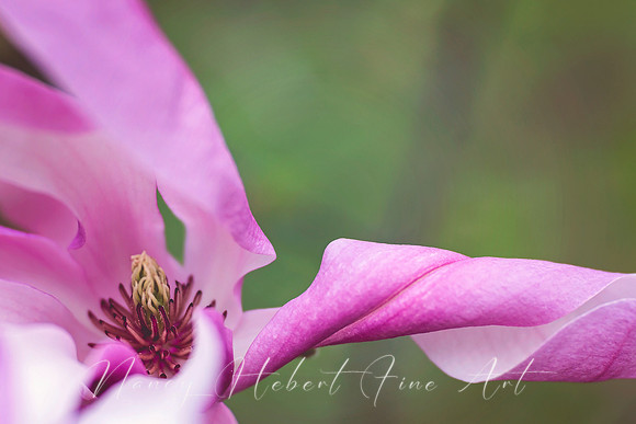 Magnolia