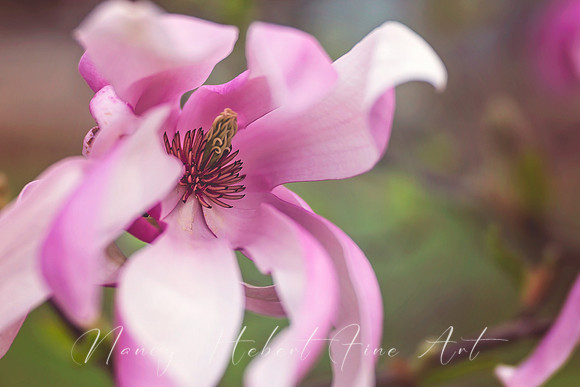 Magnolia