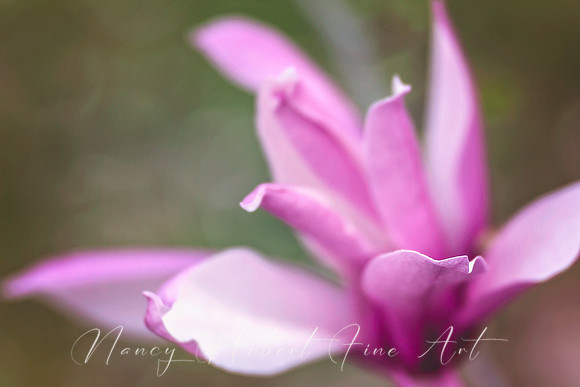 Magnolia