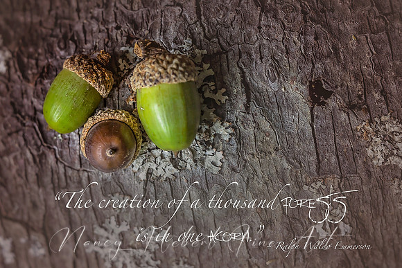 The creation of a thousand forests is in one acorn.