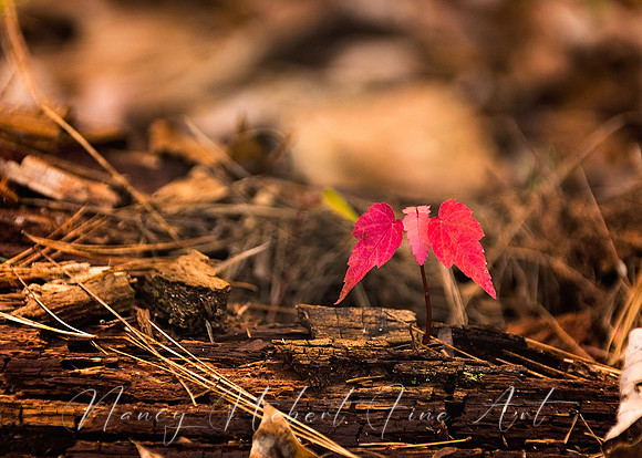 Angel wings-shaped Maple Tree growing from dead tree