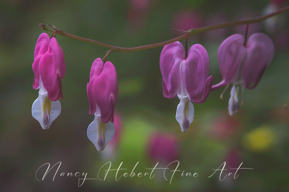 Bleeding Heart