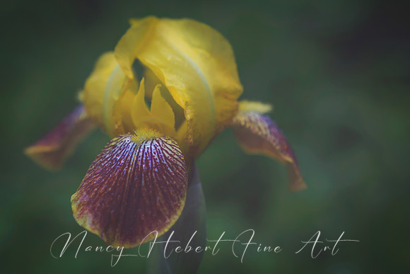 Iris