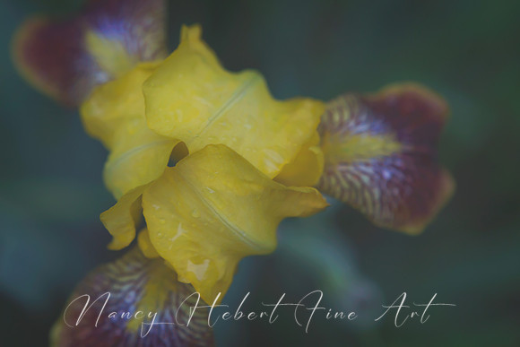 Iris