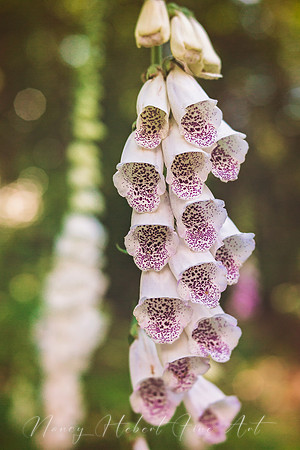 Foxglove