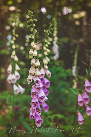 Foxglove