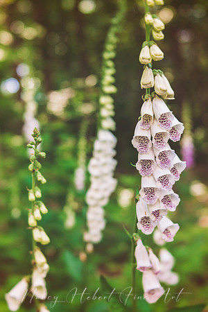 Foxglove