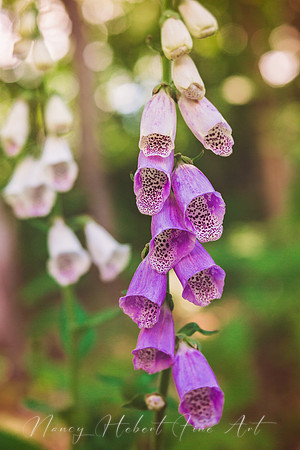 Foxglove