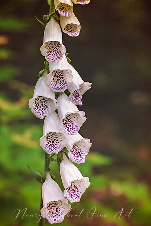 Foxglove