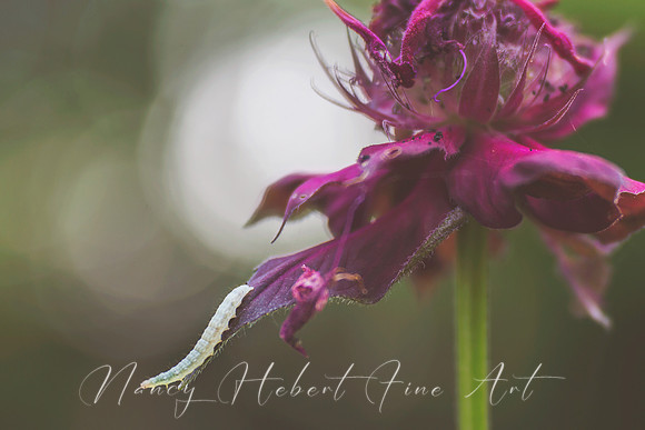 Bee Balm