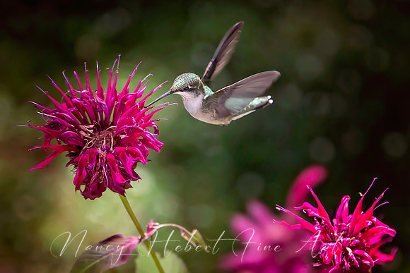 Hummingbird