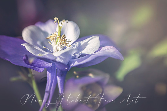 Columbine