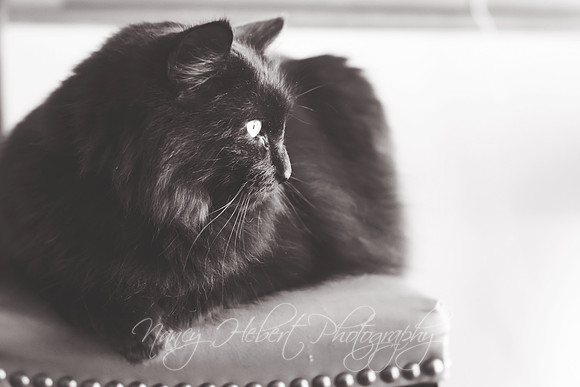 Jack