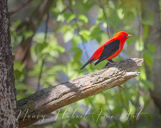 Scarlet Tanager